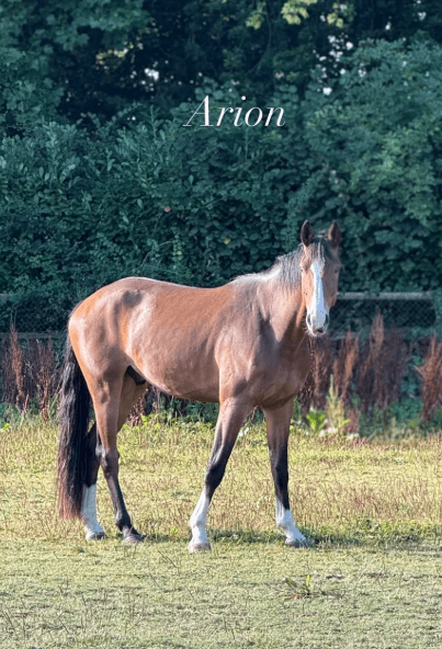 Arion v. Baerenhof CH